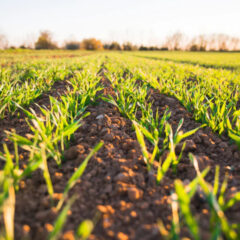 Nawożenie zbóż – jak powinno przebiegać?