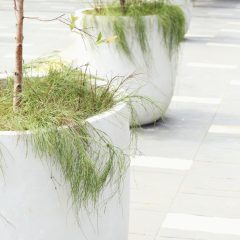 Jak wprowadzić zieleń do przestrzeni miejskiej?